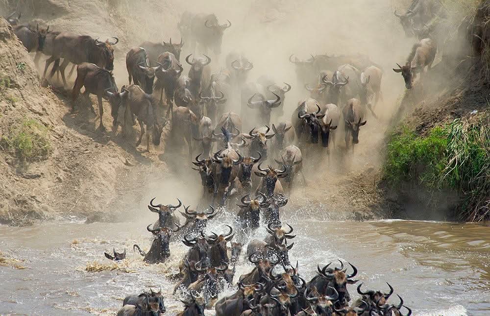 Wildebeest crossing Serengeti